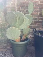 Diverse Opuntia robusta, Huis en Inrichting, Kamerplanten, Ophalen, Overige soorten, Minder dan 100 cm