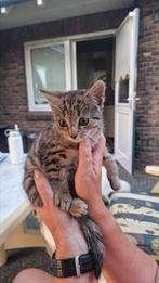 Boerderijkitten te koop, Dieren en Toebehoren, Katten en Kittens | Overige Katten