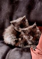 Maine coon kittens met stamboom uit geteste ouders, Meerdere dieren, Gechipt