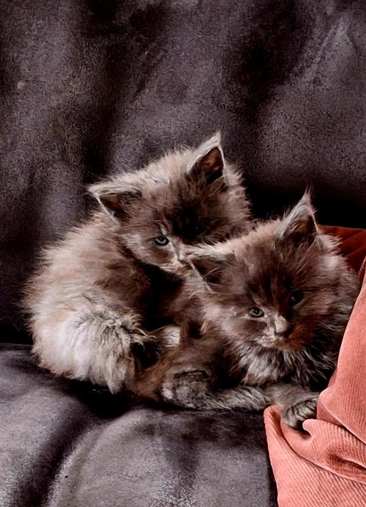 Maine coon kittens met stamboom uit geteste ouders, Dieren en Toebehoren, Katten en Kittens | Raskatten | Langhaar, Meerdere dieren