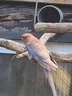 Pennant rosella, Dieren en Toebehoren, Vogels | Parkieten en Papegaaien, Mannelijk, Parkiet