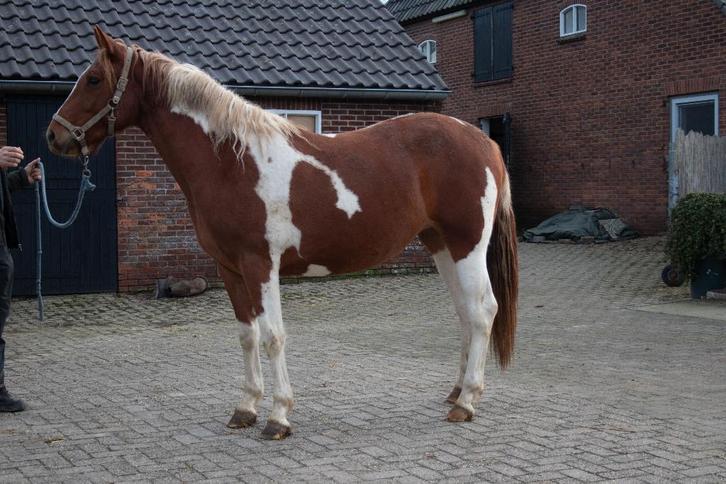 pony's en paarden in verschillende leeftijden te koop, Dieren en Toebehoren, Pony's, Meerdere dieren, Onbeleerd, D pony (1.37m tot 1.48m)