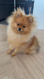 Lieve Pomeriaan zoekt een warm huis., Dieren en Toebehoren, Rabiës (hondsdolheid), 15 weken tot 1 jaar, Eén hond, Nederland