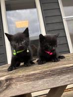 Kittens, Dieren en Toebehoren, Katten en Kittens | Overige Katten, Meerdere dieren, Kortharig, 0 tot 2 jaar