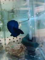 Royal blue betta man halfmoon, Dieren en Toebehoren, Vissen | Aquariumvissen, Vis