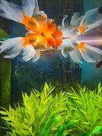 Leeuwekop + sluiertaart + Gourami, Vis, Zoetwatervis