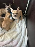 Franse bulldog pups, Parvo, 8 tot 15 weken, Bulldog, Meerdere