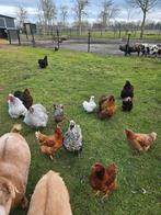 5 grote Orpington hennen, Dieren en Toebehoren, Pluimvee, Vrouwelijk, Kip