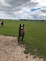 Een Schwarzwalder Fuchs hengstenveulen te koop, Dieren en Toebehoren, Paarden, Hengst, Minder dan 160 cm, Gechipt, 0 tot 2 jaar