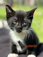3 lieve kittens ze mogen al verhuizen, Dieren en Toebehoren, Katten en Kittens | Overige Katten, Meerdere dieren