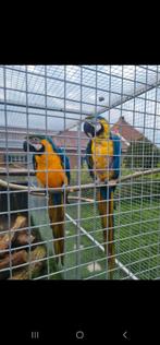 Blauw gele ara koppel, Dieren en Toebehoren, Vogels | Parkieten en Papegaaien, Meerdere dieren, Papegaai, Tam