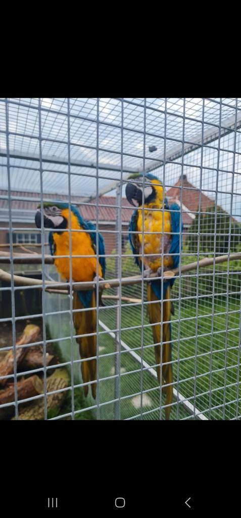 Blauw gele ara koppel, Dieren en Toebehoren, Vogels | Parkieten en Papegaaien, Papegaai, Meerdere dieren, Tam