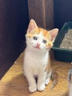 Kittens te koop!, Dieren en Toebehoren, Katten en Kittens | Overige Katten, Poes