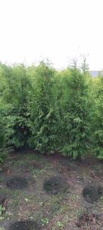 Mooie haagconiferen thuja Brabant tot 250 cm, Ophalen, Conifeer, 100 tot 250 cm