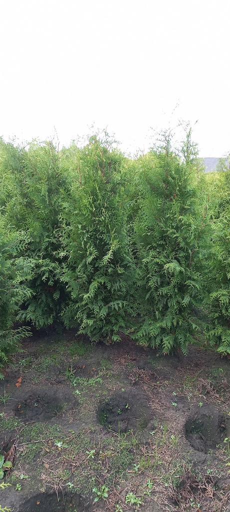 Mooie haagconiferen thuja Brabant tot 250 cm, Tuin en Terras, Planten | Struiken en Hagen, Conifeer, 100 tot 250 cm, Ophalen