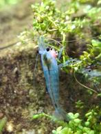 Lichtblauwe garnalen, Dieren en Toebehoren, Kreeft, Krab of Garnaal, Zoetwatervis