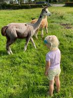Mooie alpaca merrie, Dieren en Toebehoren, Overige Dieren, Juni, Vrouwelijk