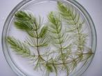 Aquariumplant - Fijn hoornblad, Ceratophyllum submersum, Ophalen of Verzenden, Nieuw, Plant(en), Steen of Hout