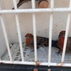 Mexicaanse roodmus, Dieren en Toebehoren, Mannelijk, Tropenvogel, Geringd