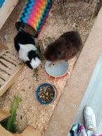 Huisdierenopvang, Dieren en Toebehoren, Knaagdieren, Cavia, Januari, Meerdere dieren, Tam