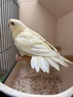 Mooie creme ino catharina te koop., Dieren en Toebehoren, Vogels | Parkieten en Papegaaien, Geslacht onbekend, Parkiet, Geringd