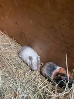 Jonge cavia zeugjes, Dieren en Toebehoren, Knaagdieren, Cavia, Juli, Vrouwelijk, Tam