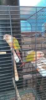 Te koop koppel pyrrhura, s  jaar 2021, Dieren en Toebehoren, Meerdere dieren, Parkiet