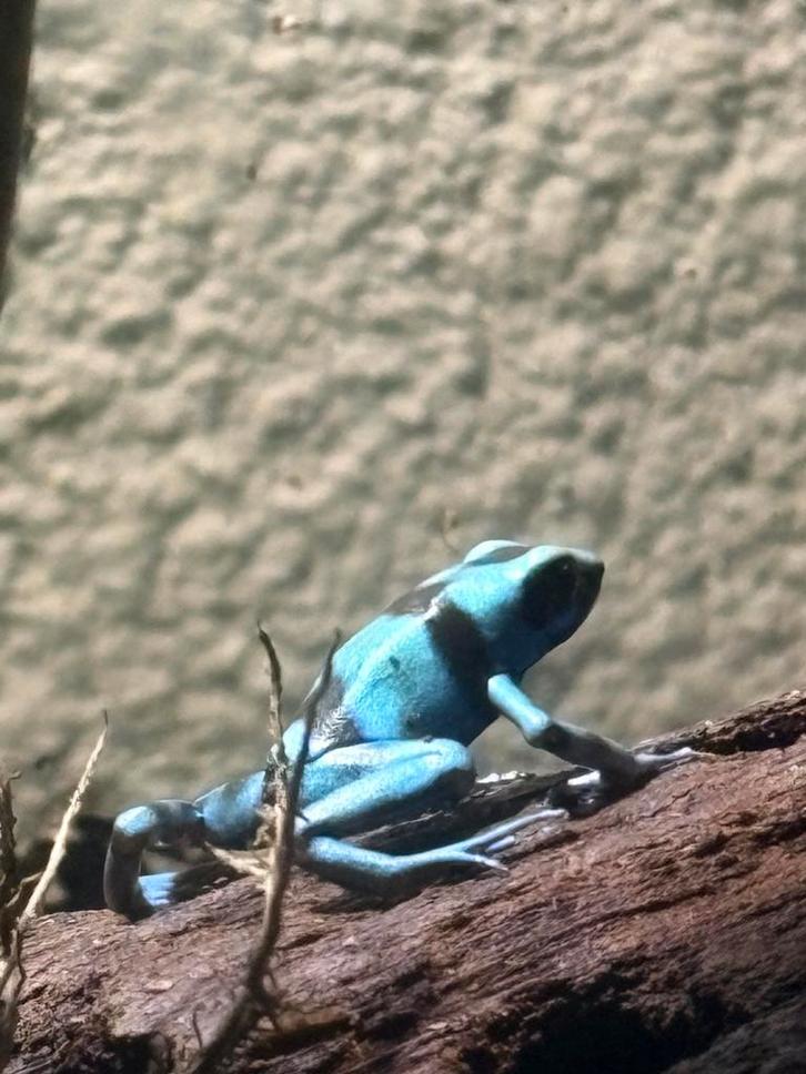 Dendrobates auratus ”blue” 3 stuks jong
