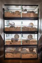 Hamsterflat met 8 Gerbilariums – Compact en Efficiënt, Minder dan 60 cm, Ophalen of Verzenden, Hok, Hamster