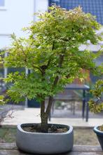 mooi maple, Vaste plant, Bloeit niet, Halfschaduw, Ophalen