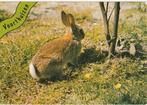 VOORTHUIZEN Konijn, Verzenden, 1980 tot heden, Gelopen, Gelderland