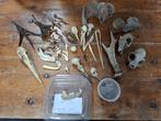 diverse skeletten, Ophalen of Verzenden, Gebruikt, Overige typen