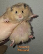 🐹 Syrische hamster / goudhamster nestje van hobbyfokker, Dieren en Toebehoren, Hamster, Augustus, Meerdere dieren, Tam