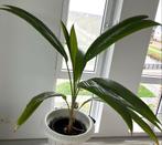 Kokospalm kamerplant, 130cm, gezonde plant, Huis en Inrichting, Kamerplanten, Ophalen, 100 tot 150 cm, Palm, Halfschaduw