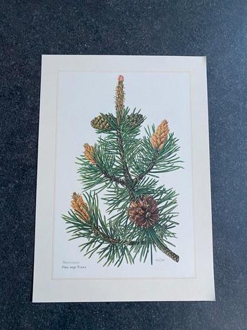 10 orenten bomen/struiken 19x 27 cm samen 20 euro  oa den beschikbaar voor biedingen