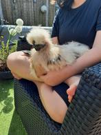 Lieve knuffelhaan/zijdehoen!, Dieren en Toebehoren, Pluimvee, Mannelijk, Kip