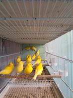 gele kanaries tt waardig, Dieren en Toebehoren, Vogels | Kanaries, Mannelijk, Kleurkanarie