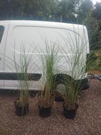 Miscanthus gracillimus siergras, Ophalen, Siergrassen, Volle zon