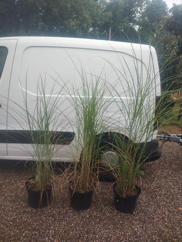 Miscanthus gracillimus siergras  beschikbaar voor biedingen