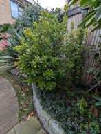 Tuinplanten, Ophalen, Overige soorten, Halfschaduw