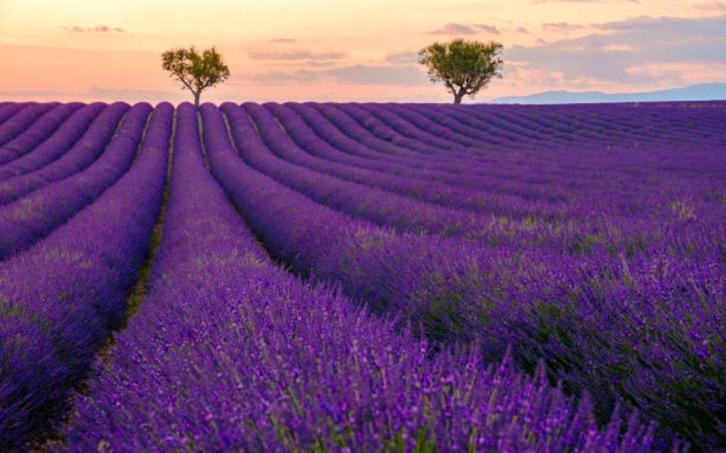 Franse (bij)les door Franstalige docente, ook zakelijk Frans, Diensten en Vakmensen, Bijles, Privé-les en Taalles, Bijles, Examen- of Scriptiebegeleiding