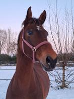 Bijrijder gezocht, Dieren en Toebehoren, Paarden en Pony's | Verzorgingsproducten, Ophalen