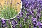 Lavendel ang hidcote, Tuin en Terras, Planten | Tuinplanten, Ophalen of Verzenden, Zomer, Overige soorten, Volle zon