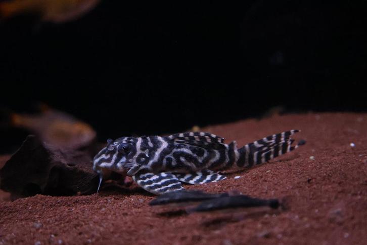 Zebra Pleco, Dieren en Toebehoren, Vissen | Aquariumvissen, Zoetwatervis, Vis