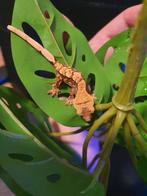 Wimper gekko jonkies, Dieren en Toebehoren, Hagedis, 0 tot 2 jaar