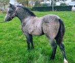 Twee  mooie Welsh Pony’s, Dieren en Toebehoren, Pony's, Merrie, Dressuurpony, 0 tot 2 jaar, B pony (1.17m tot 1.27m)