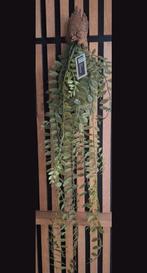 Nieuwe kunstplant,kunsttak,hangplant van Intratuin, Ophalen of Verzenden, Nieuw