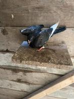 Mooie postduif is nog jong vliegt net, Mannelijk