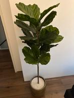 Kunstplant IKEA, Ophalen, Zo goed als nieuw, Binnen