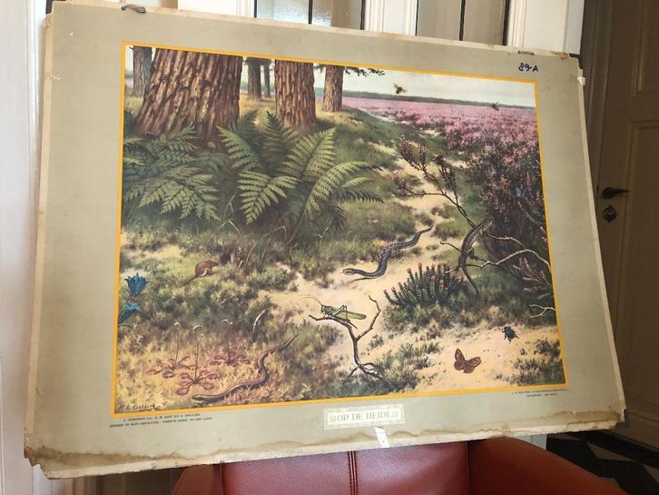 schoolplaat "Op de heide", Antiek en Kunst, Antiek | Schoolplaten, Natuur en Biologie, Ophalen of Verzenden